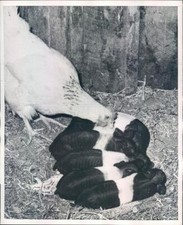 1957 press photo for sale  Memphis