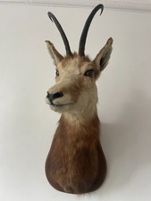 Beautiful mountain goat for sale  SOUTHEND-ON-SEA