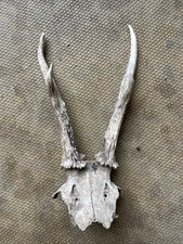Antlers roe deer for sale Antlers roe deer for sale  PEWSEY