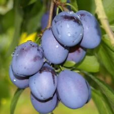 Jojo robuste zwetsche gebraucht kaufen  Detmold