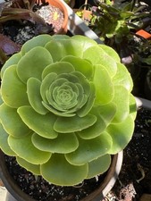 Aeonium pseudotabuliforme bout d'occasion  Montpellier-