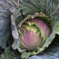 Cabbage january king for sale  THAME