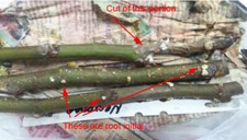 Hardy fig tree for sale  Lyndhurst