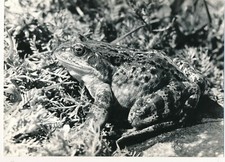 Grenouille rousse tirage d'occasion  Paris IX