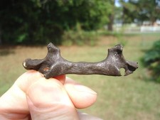 Rare lesser giant for sale  Tallahassee