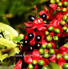 50 SEMENTES FRESCAS Ochna Serrulata Mickey Mouse Plantas Flores Amarelas Bonsai RARO comprar usado  Enviando para Brazil