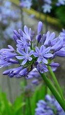 Pianta agapanto blue usato  Italia