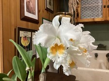 Lc. taida eagle for sale  Neptune