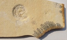 Herrliches subplanites nebst gebraucht kaufen  Berg b.Neumarkt i.d.OPf.