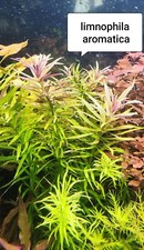 Limnophila aromatica plantes d'occasion  Crécy-la-Chapelle
