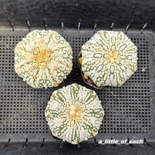 Astrophytum snow miracle for sale  Shipping to United Kingdom