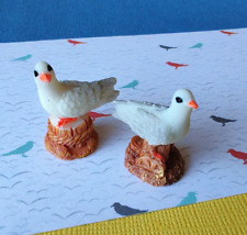 Pair young seagulls for sale  COULSDON