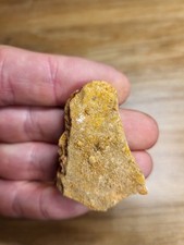 Dinosaur fossil bone for sale  SOLIHULL