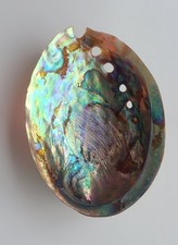 Abalone shell natural for sale  PRESTON