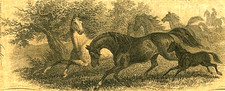 1 $ CANNELTON Indiana The Perry County Bank 1 lutego 1854 Haxby IN-100 G2 na sprzedaż  Wysyłka do Poland