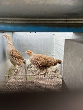 X12 english partridge for sale  LLANDINAM