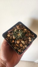 Ariocarpus kotschoubeyanus lar for sale  San Tan Valley