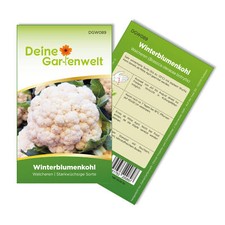 Winterblumenkohl walcheren sam gebraucht kaufen  Pulheim
