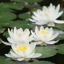 White water lily for sale  PETERBOROUGH