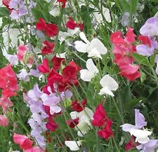 Everlastingsweet pea heirloom for sale  Hastings