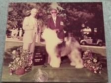 Old english sheepdog for sale  Santa Maria