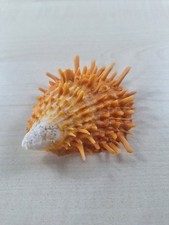 Conchiglia spinosa arancione usato  Lunamatrona