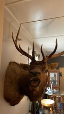 Elk shoulder mount for sale  Hamilton
