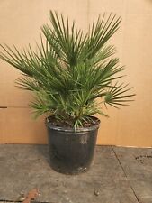 European fan palm for sale  Ashtabula