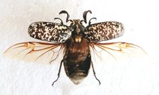 Polyphylla fullo pine for sale  SLEAFORD