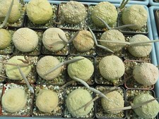 Pseudolithos eylensis 1000 for sale  Shipping to United Kingdom