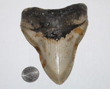 Megalodon shark tooth for sale  Wilmington