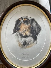 Head study dachshund for sale  BIRMINGHAM