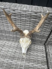 Rehbock rehgeweih 420g gebraucht kaufen  Coesfeld