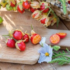 80002583 tomato litchi gebraucht kaufen  Reutlingen