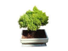 Fichte freiland bonsai gebraucht kaufen  Schwarzenfeld
