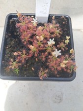 pygmy for sale pygmy for sale WARMINSTER