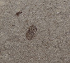 Wanze pentatomidae tertiär gebraucht kaufen Wanze pentatomidae tertiär gebraucht kaufen  Weeze