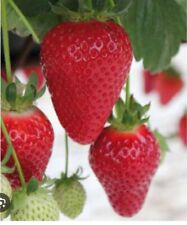 Graine fraise dream d'occasion  Anzin