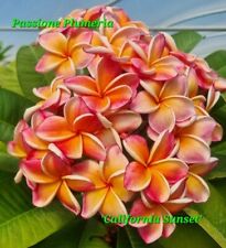 Talea plumeria 50cm usato  Supersano