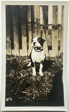 1930 terrier dog for sale  Northampton