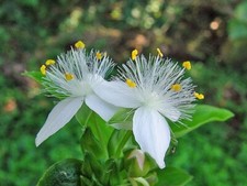 Tradescantia fluminensis small for sale  San Francisco