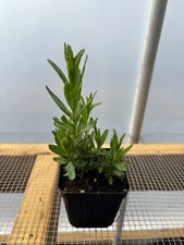 Lavender live flower for sale  Gurnee