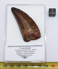 Dent dinosaure carcharodontosa d'occasion  France