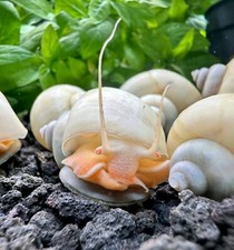 Ivory mystery snails for sale  Newark