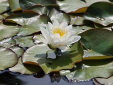 Seerose halbzwerg weiß gebraucht kaufen  Boffzen
