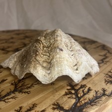 Rare natural giant for sale  Sebring