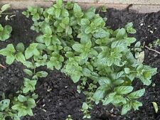 Garden mint plant for sale  ELLESMERE PORT