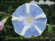 Misty blue youjiro for sale  Jacksonville