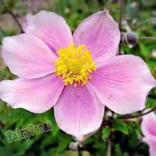 Anemone seeds anemone for sale  Mira Loma
