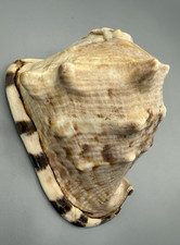 Bullmouth helmet natural for sale  Mesa